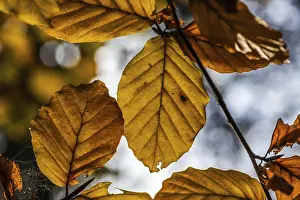 Botany Photography Stampe: Leaves