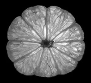 Lemon Slice Stampe: Lemon slice in transmitted light