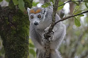 National Park Conservation Area Stampe: Lemur, Madagascar, Sifaka, Prophithecus