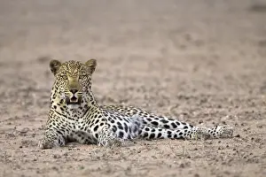 Mammalian Predators Stampe: Leopard