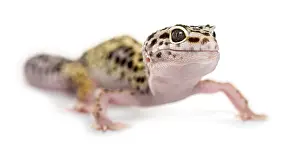 Leopard Gecko Stampe: Leopard gecko in front of a white background