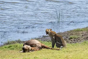 Il leopardo (Panthera pardus) con la preda.