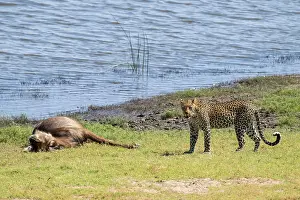 Predator And Prey Relationship Stampe: Leopard (Panthera pardus) with kill