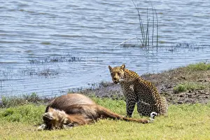 Predator Animal Behavior Stampe: Leopard (Panthera pardus) with kill