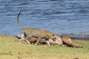 Pantera (Panthera pardus) con uccisione.