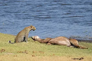 Predator And Prey Relationship Stampe: Leopard (Panthera pardus) with kill