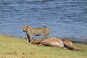 Big Cat In Nature Reserve Stampe: Leopard (Panthera pardus) with kill