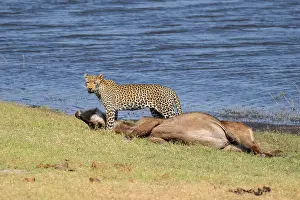 Deserted Savannah Scene Stampe: Leopard (Panthera pardus) with kill