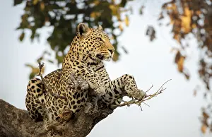 Predator In Natural Environment Stampe: Leopard (Panthera pardus) on a tree
