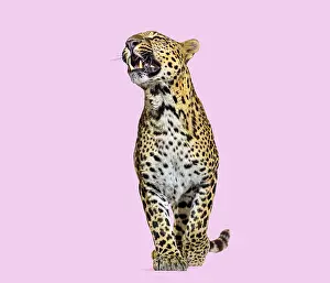Predator Animal Behavior Stampe: Leopard snarling with baring teeth standing on a solid pink background