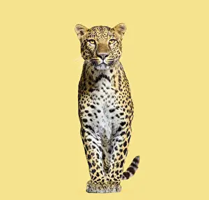 Feliformia Species Image Stampe: Leopard standing on a yellow background