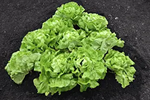 Deserted Vegetable Garden Stampe: Lettuce