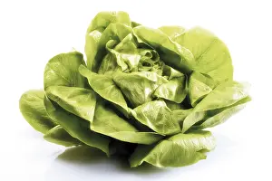 Green Leafy Salads Stampe: Lettuce