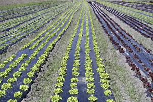 Agricultural Land Stampe: Lettuce beet