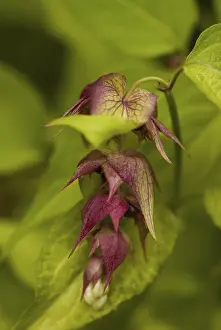 Stampa con cornice : Leycesteria formosa Stampa con cornice : Leycesteria formosa