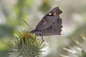 Flower Visit Stampe: Libythea celtis, hackberry moth