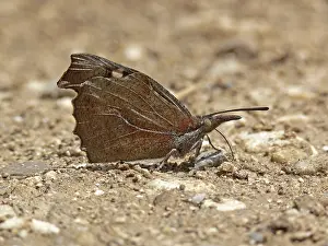 Lepidopteran Insects Stampe: Libythea celtis, hackberry moth