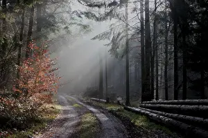 Uninhabited Woodland Scene Stampe: Light in the darkness