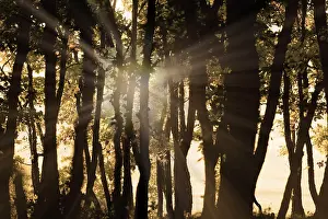 Forested Countryside Landscapes Stampe: The light in the forest