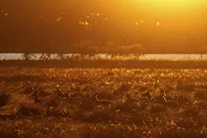 Cervus Elaphus Stampe: In the light of the setting sun