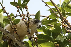 Eastern Fox Squirrel Habitat Stampe: Light tan fox squirrel Sciurus niger eats berries out of a tree in Naples