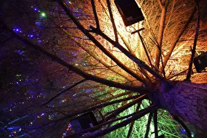 Christmas Tree Lighting Stampe: Lighting the Christmas tree inside