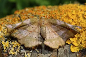 Geometer Moth Stampe: Lilac moth