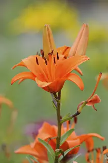Orange Flowering Plant Stampe: Lily