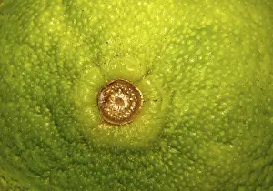 Tropical Fruit Photography Stampe: Lime fruit