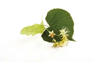 Complementary Medicine Herbs Stampe: Lime tree leaf and blossoms