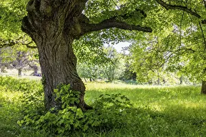 Neuffener Heide Landscape Stampe: Lime tree in a meadow in spring