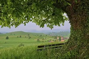 Lime Tree Switzerland Stampe: Lime tree, tree, meadow, bench