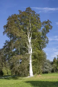 Deciduous Tree Care Stampe: Limed tree trunk on a copper beech as protection against frost