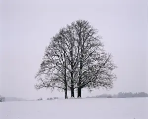 Remote Landscape Photography Stampe: Three limetrees - winter