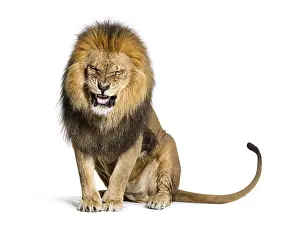Wildcat Photography Stampe: Lion pulling a face and looking at the camera