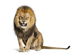 Lion Studio Shot Stampe: Lion pulling a face and looking at the camera