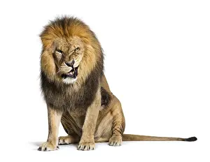 Lion Studio Shot Stampe: Lion pulling a face and looking at the camera