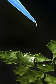 IL DNA Stampe: Goccia liquida su foglia verde.