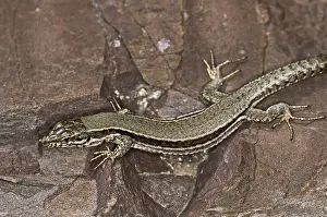 Reptile Photography Stampe: Lizard
