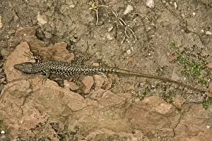 Scaled Reptiles Stampe: Lizard