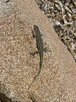 Reptile Images Stampe: Lizard