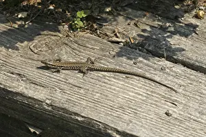 Lacertad Reptile Stampe: Lizard
