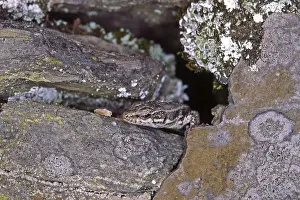 Lacertad Species Stampe: Lizard