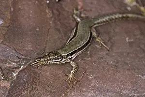 Scaled Reptiles Stampe: Lizard