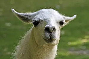 Stampe di Llama Lama Stampe: Llama