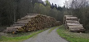 Logging Industry Stampe: Logging, lumberjacking, forestry