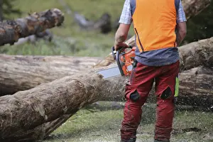 Timber Industry Germany Stampe: Logging work in the local forest