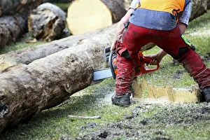 Upper Bavaria Forest Stampe: Logging work in the local forest