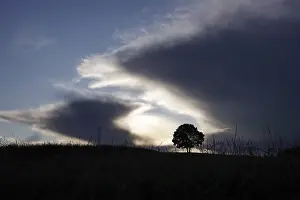 Desolate German Landscape Stampe: Lonely tree in front of a dramatic sky