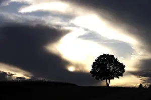 Dramatic Sky Europe Stampe: Lonely tree in front of a dramatic sky